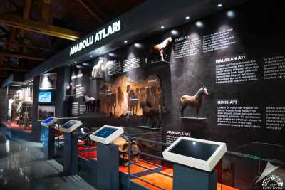 Savaş Atları Müzesi